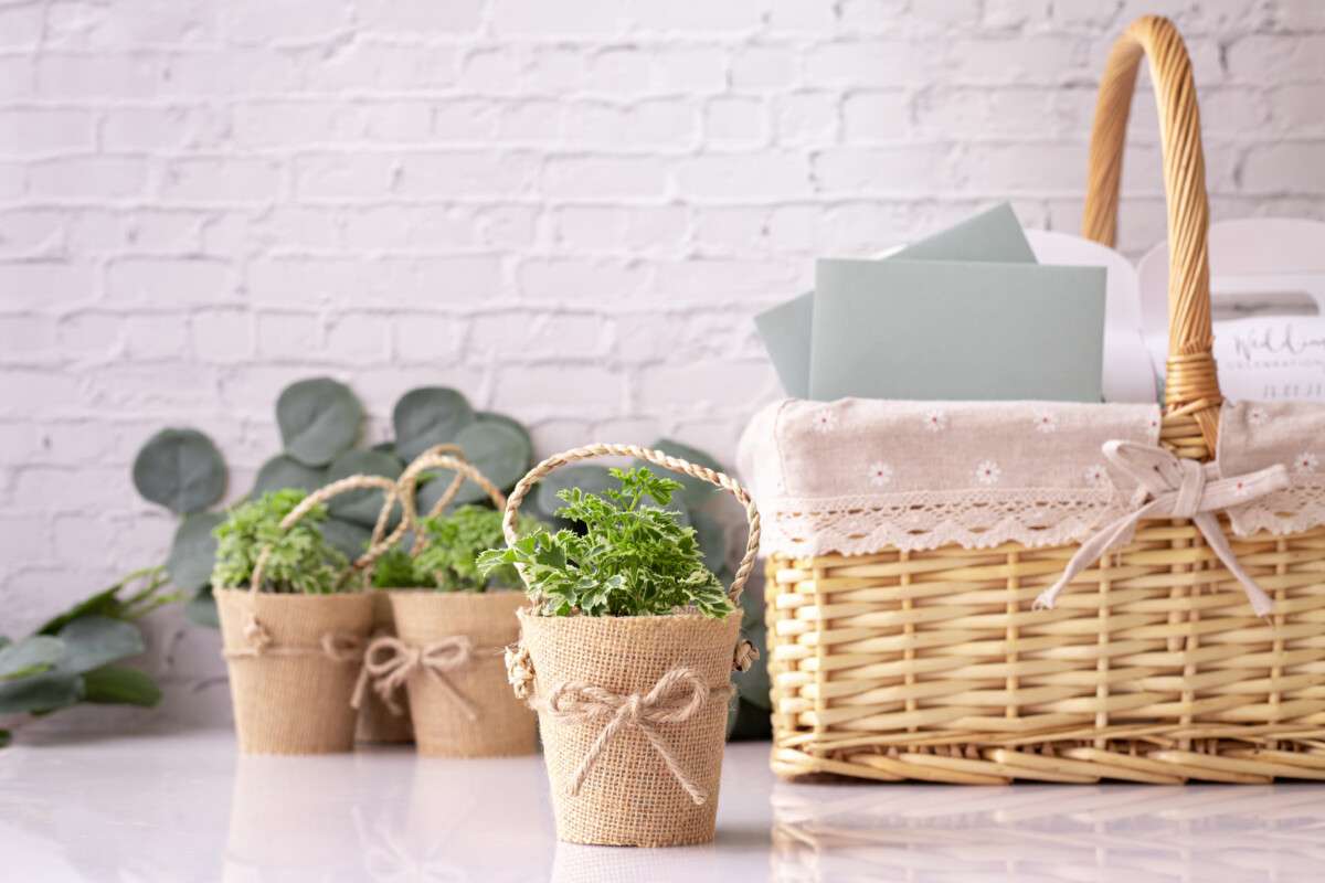 Des idées de plantes vertes en cadeaux pour vos invités de mariage