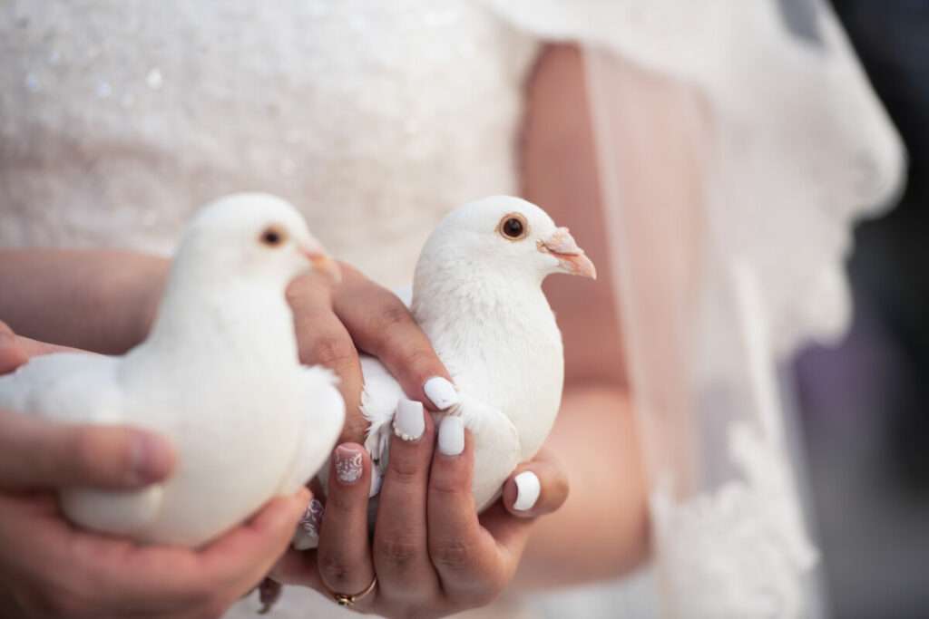 Le lâcher de colombes durant la cérémonie de mariage